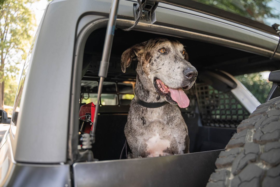 DV8 Offroad MPBR-10 Ford Bronco Dog Barrier