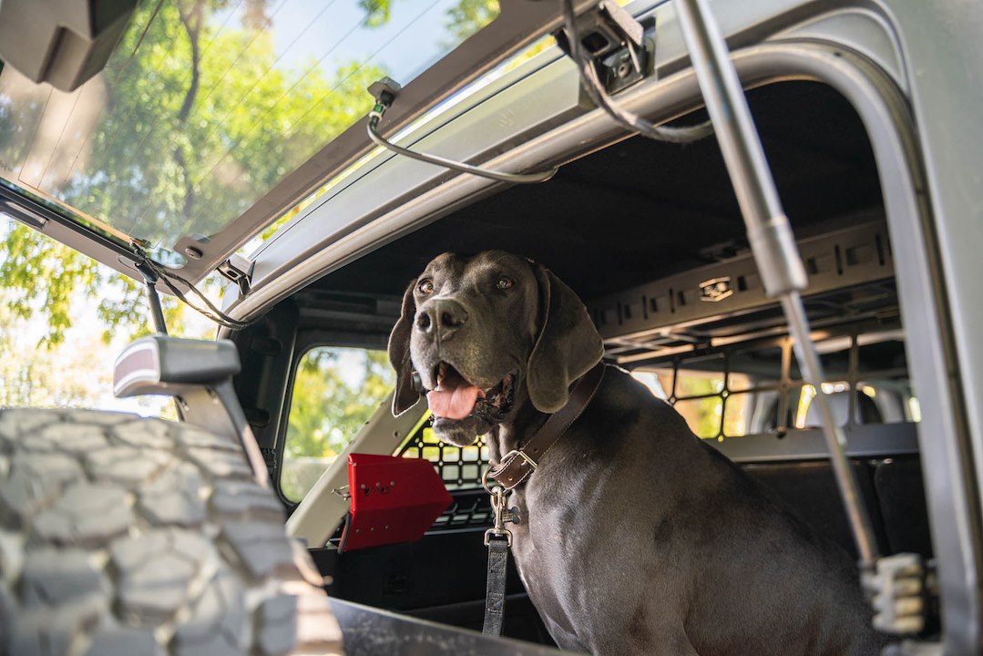 DV8 Offroad MPBR-10 Ford Bronco Dog Barrier